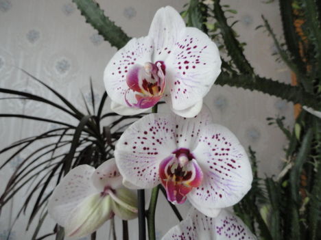 Phalaenopsis 17