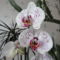 Phalaenopsis 17