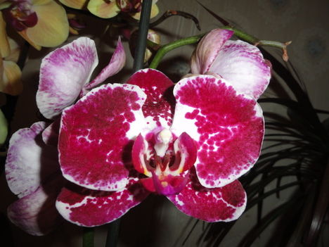 Phalaenopsis 18
