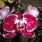 Phalaenopsis 18