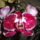 Phalaenopsis_18_1317558_9920_t