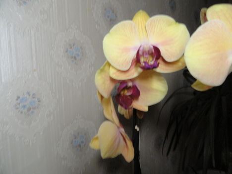 Phalaenopsis 19