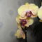 Phalaenopsis 19