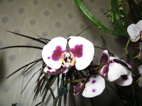 Phalaenopsis 1