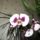 Phalaenopsis_1_1317541_3616_t