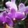 Phalaenopsis_20_1317273_1381_t