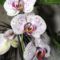 Phalaenopsis 20