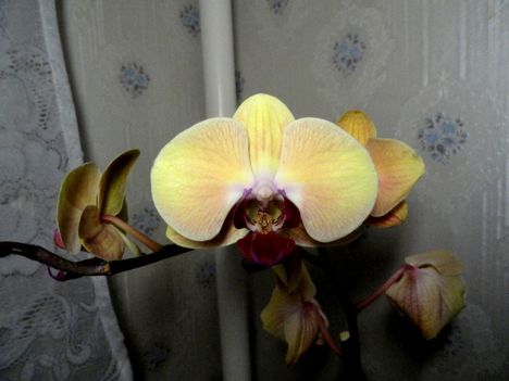 Phalaenopsis 21