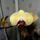 Phalaenopsis_21_1317561_8756_t