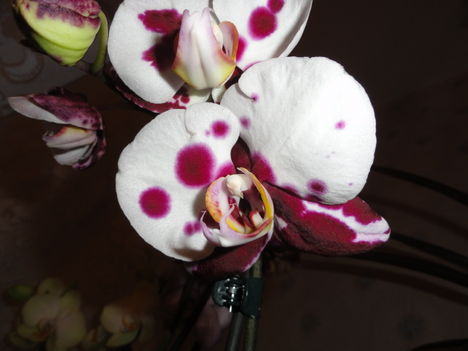 Phalaenopsis 22