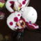 Phalaenopsis 22