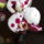 Phalaenopsis_22_1317562_1955_t