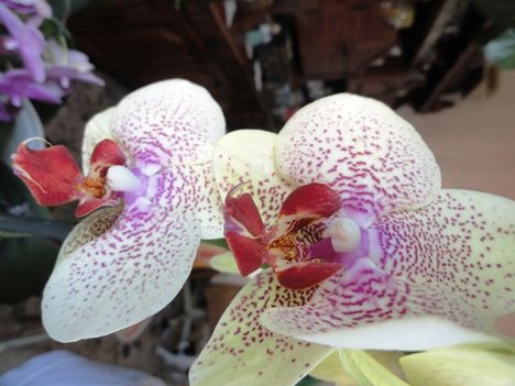 Phalaenopsis 23