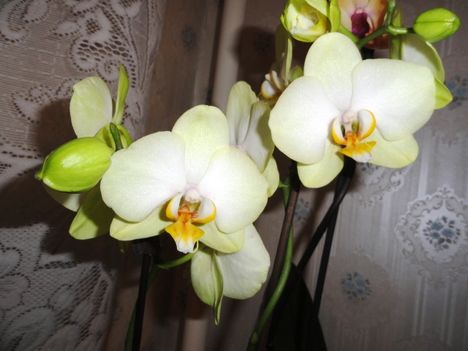 Phalaenopsis 23