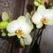 Phalaenopsis 23