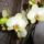 Phalaenopsis_23_1317563_3029_t