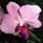 Phalaenopsis_24_1317277_5687_t