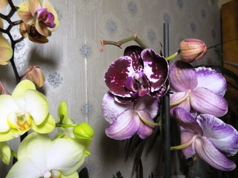 Phalaenopsis 24