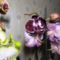 Phalaenopsis 24