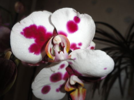 Phalaenopsis 25