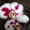 Phalaenopsis 25
