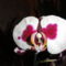 Phalaenopsis 26