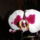 Phalaenopsis_26_1317566_8261_t