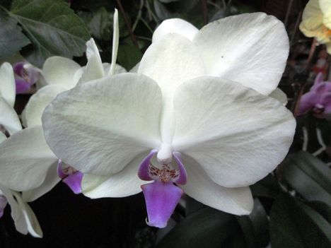 Phalaenopsis 27