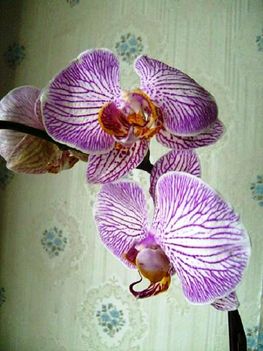 Phalaenopsis 27