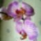 Phalaenopsis 27