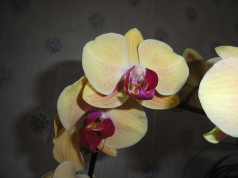 Phalaenopsis 29