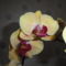 Phalaenopsis 29