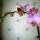 Phalaenopsis_2_1317542_1088_t