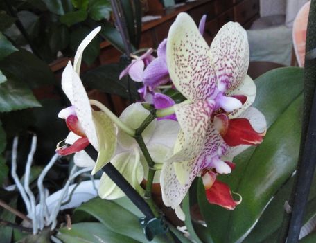 Phalaenopsis 30