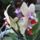 Phalaenopsis_30_1317285_2551_t