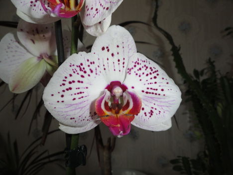 Phalaenopsis 30