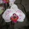 Phalaenopsis 30
