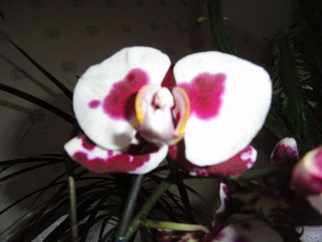 Phalaenopsis 32