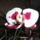 Phalaenopsis_32_1317572_8348_t