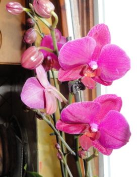 Phalaenopsis 33