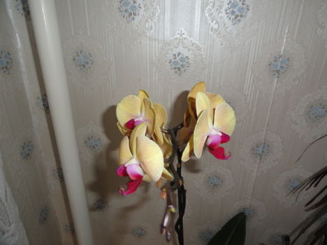 Phalaenopsis 33