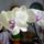 Phalaenopsis_34_1317291_2037_t
