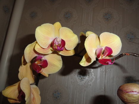 Phalaenopsis 34