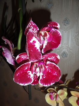 Phalaenopsis 35
