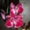 Phalaenopsis 35