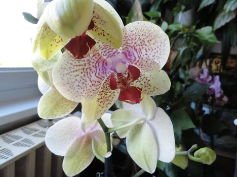 Phalaenopsis 36