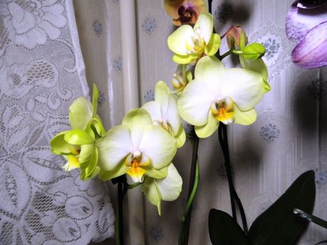 Phalaenopsis 36
