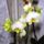 Phalaenopsis_36_1317576_8822_t