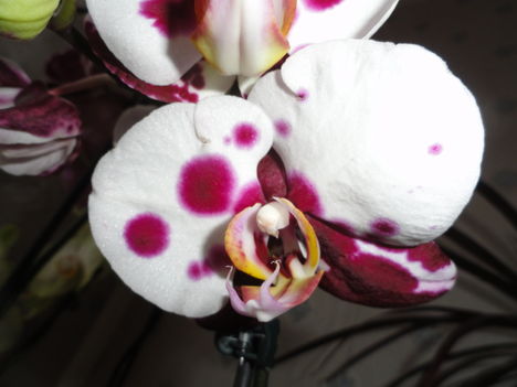 Phalaenopsis 37