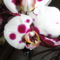 Phalaenopsis 37